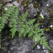 Portraitfoto Cystopteris fragilis